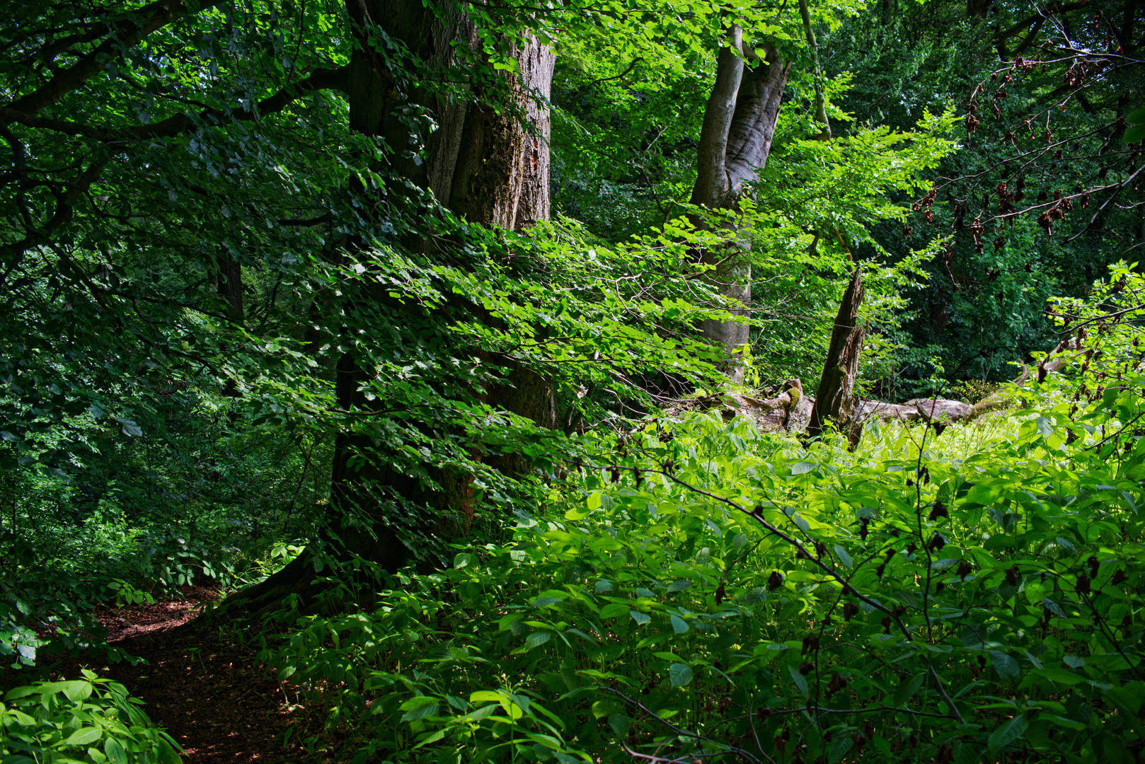 Sommerimpressionen am Waldpfad