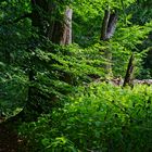 Sommerimpressionen am Waldpfad