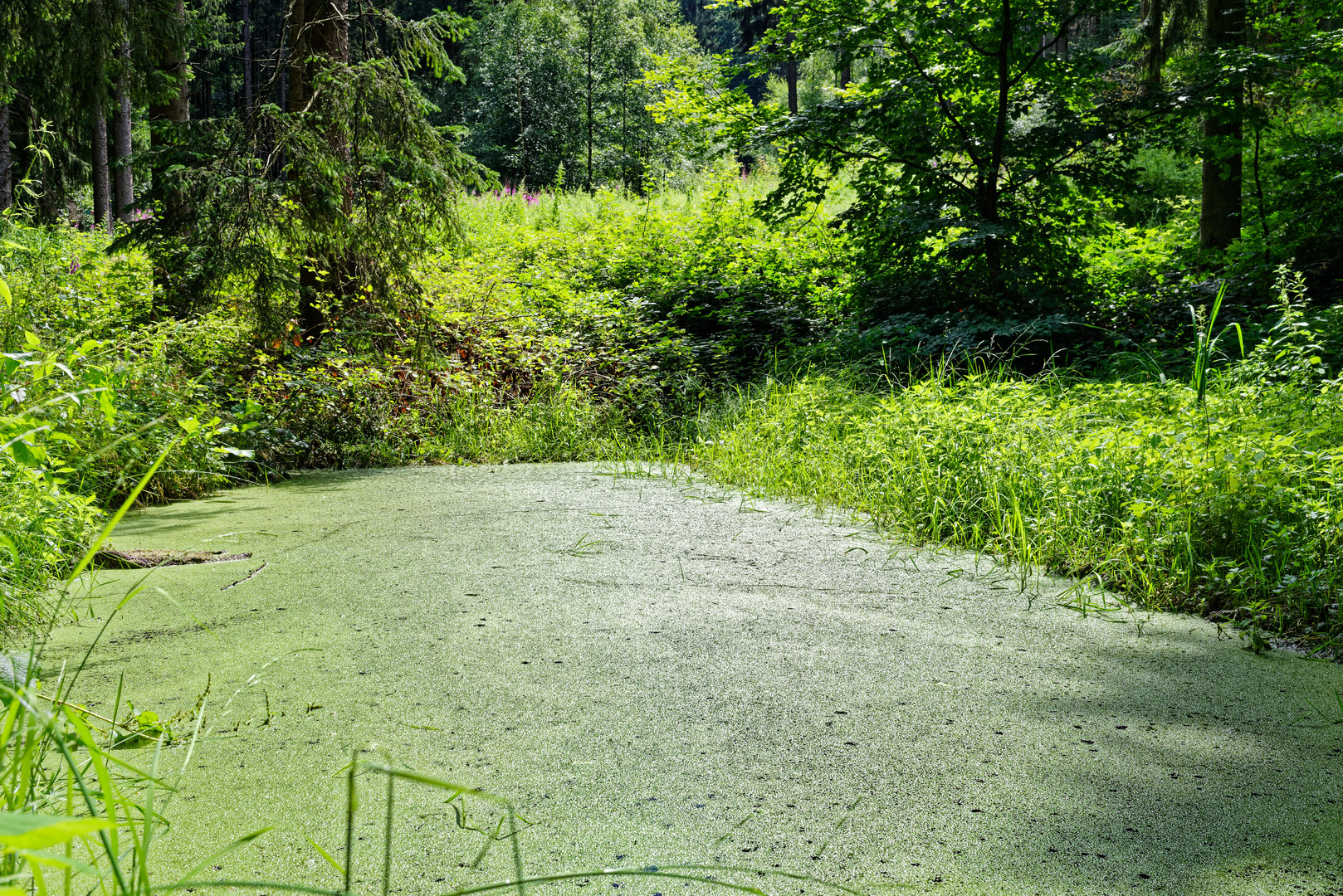 Sommerimpressionen am Waldtümpel