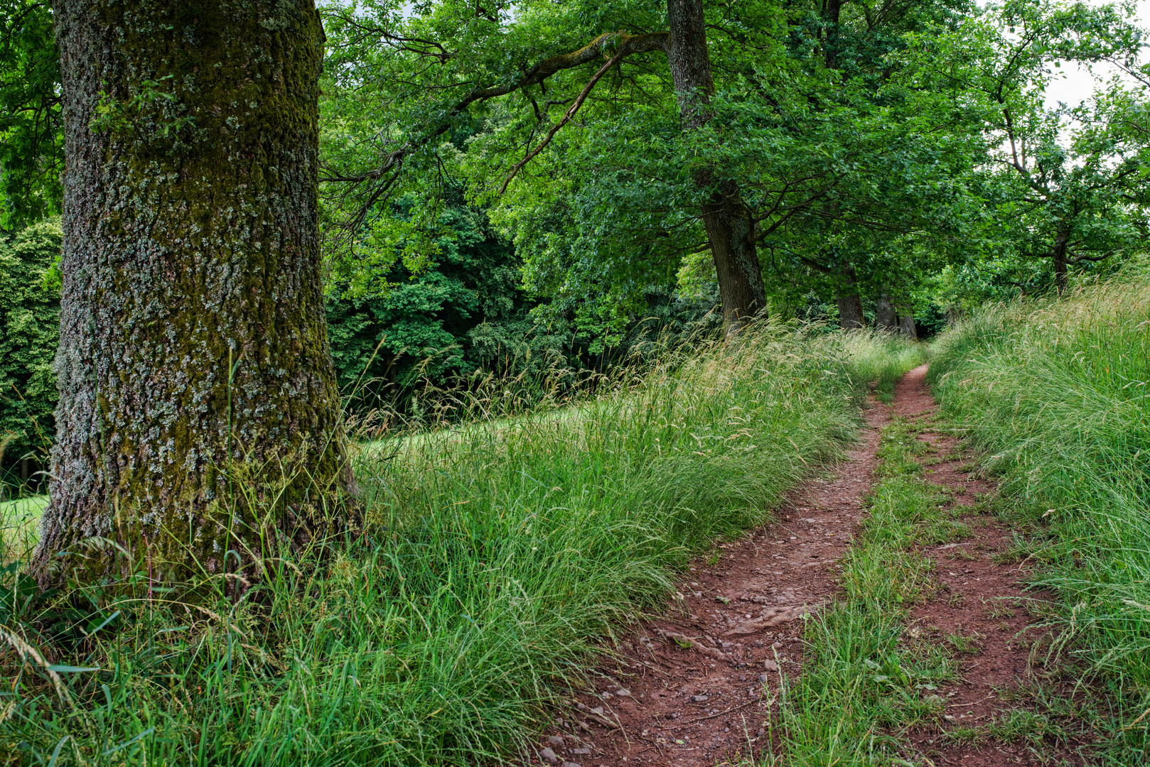 Sommerimpressionen  auf dem Ottweiler Flur (Saarland)