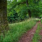 Sommerimpressionen  auf dem Ottweiler Flur (Saarland)