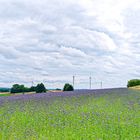 Sommerimpressionen auf dem Stennweiler Flur (Saarland)  (2)