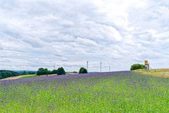 Sommerimpressionen auf dem Stennweiler Flur (Saarland)  (2)