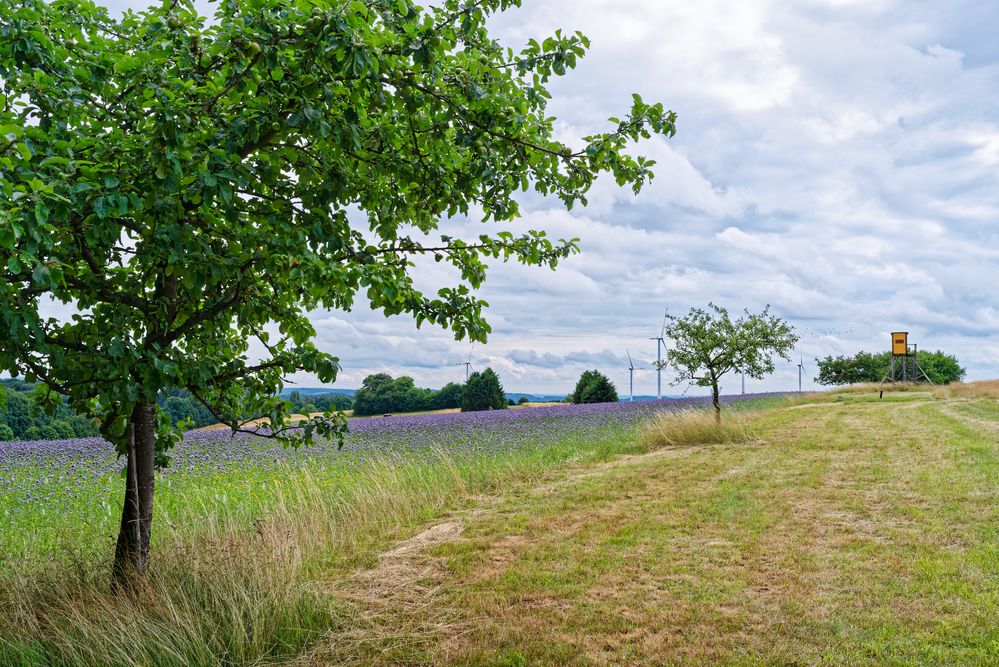 Sommerimpressionen auf dem Stennweiler Flur (Saarland)  (3)