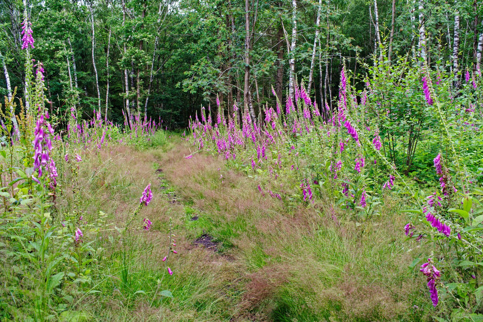 Sommerimpressionen auf dem Waldpfad