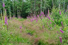 Sommerimpressionen auf dem Waldpfad