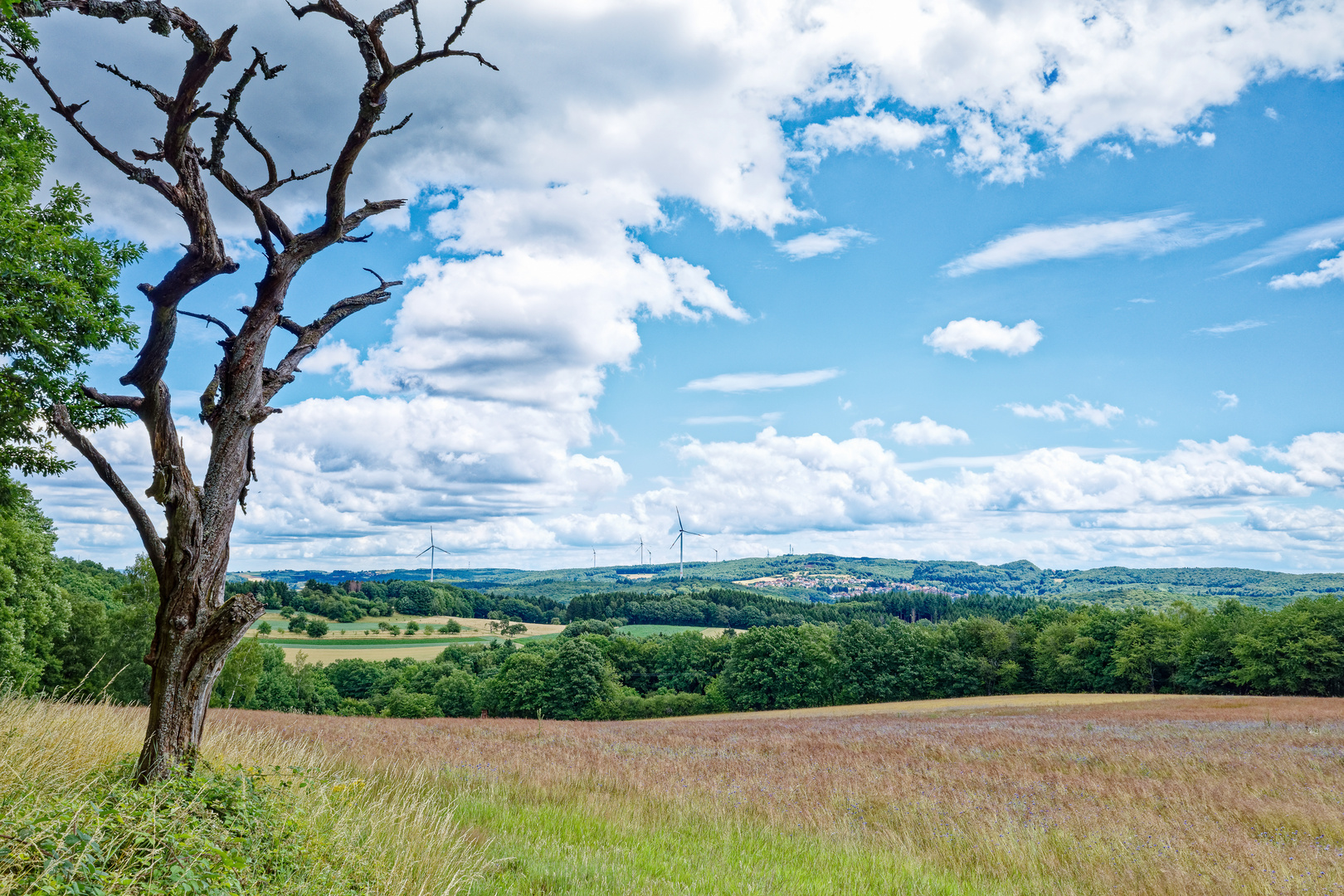 Sommerimpressionen entlang des Schauinslandpfades/Saarland