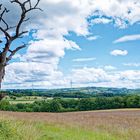 Sommerimpressionen entlang des Schauinslandpfades/Saarland