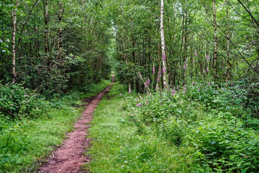 Sommerimpressionen entlang eines Waldpfads