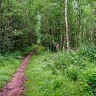 Sommerimpressionen entlang eines Waldpfads