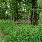 Sommerimpressionen entlang eines Waldpfads