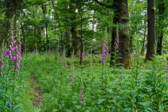 Sommerimpressionen entlang eines Waldpfads