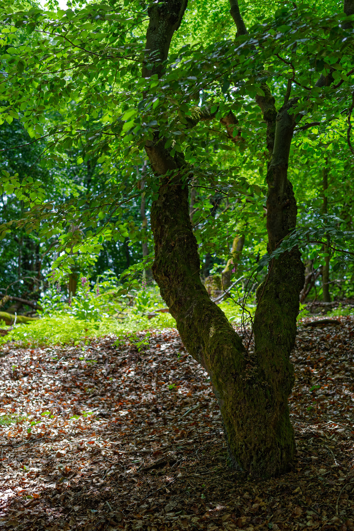 Sommerimpressionen im Buchenwald