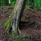 Sommerimpressionen im Laubwald  (2)