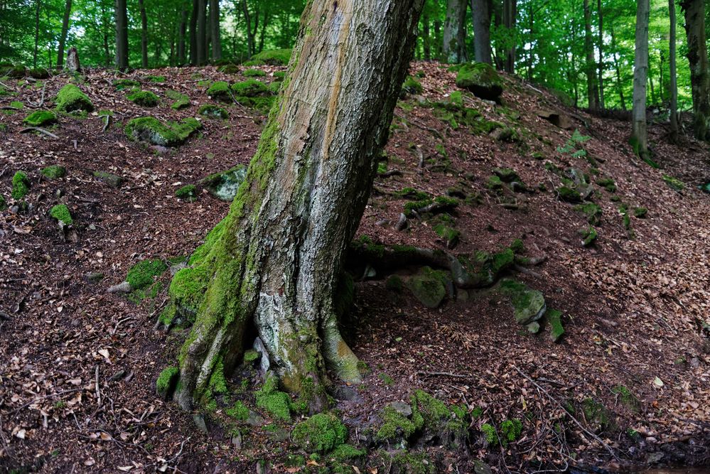 Sommerimpressionen im Laubwald  (2)