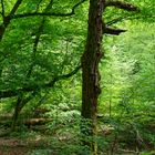 Sommerimpressionen im Laubwald  (2)