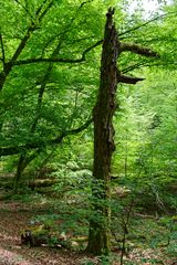 Sommerimpressionen im Laubwald  (2)