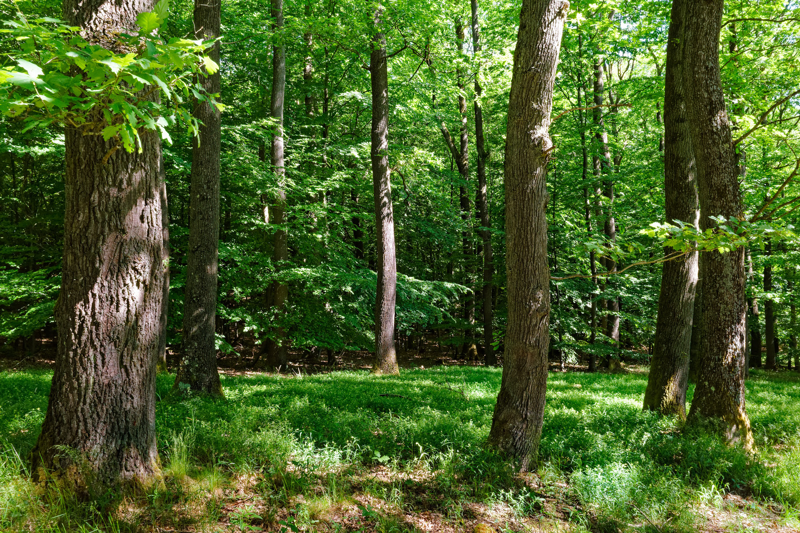 Sommerimpressionen im Laubwald  (2)