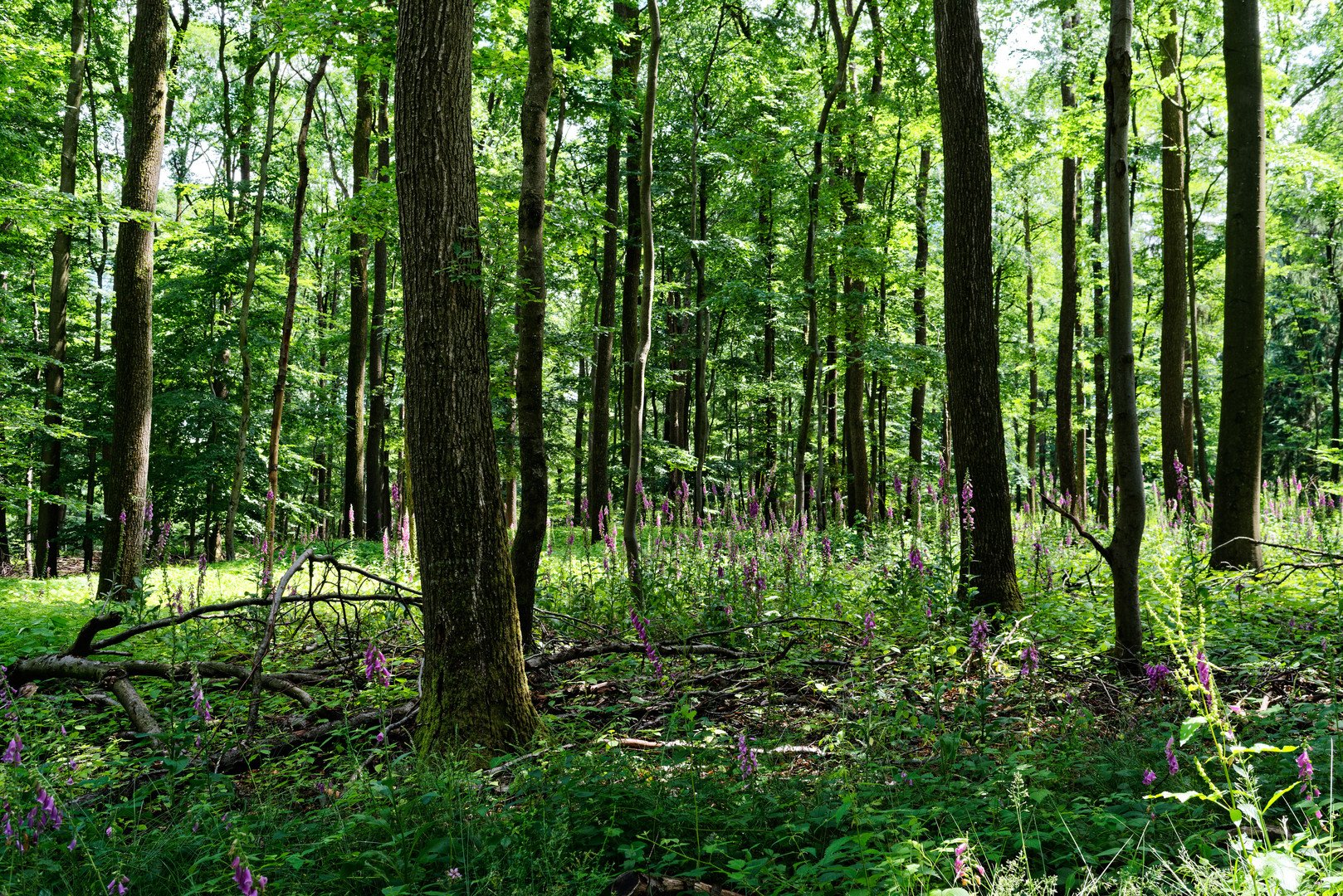 Sommerimpressionen im Laubwald  (3)