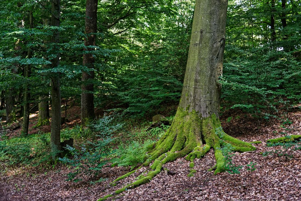 Sommerimpressionen im Laubwald