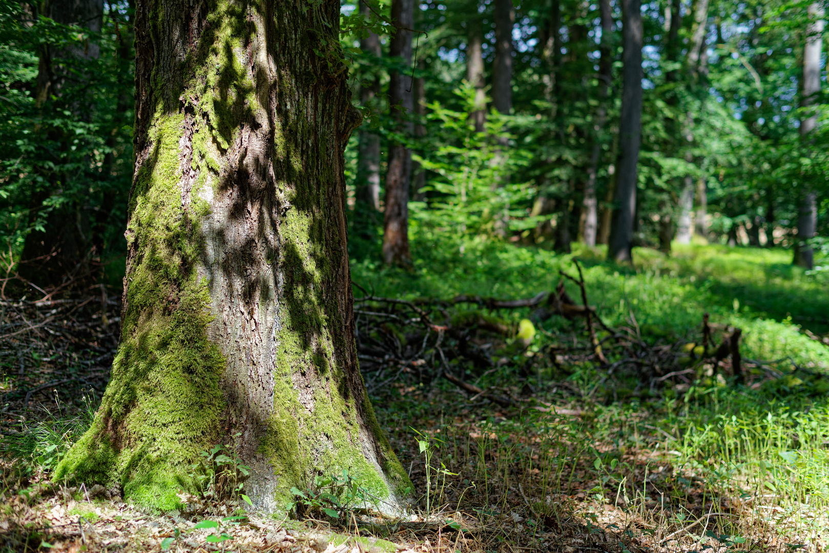 Sommerimpressionen im Laubwald