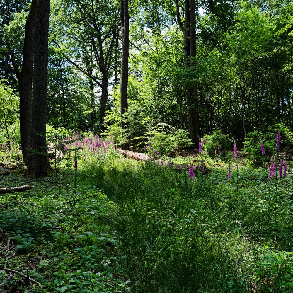 Sommerimpressionen im Laubwald