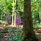 Sommerimpressionen im Laubwald