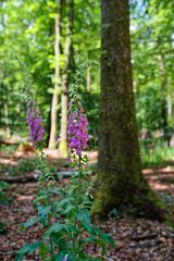 Sommerimpressionen im Laubwald