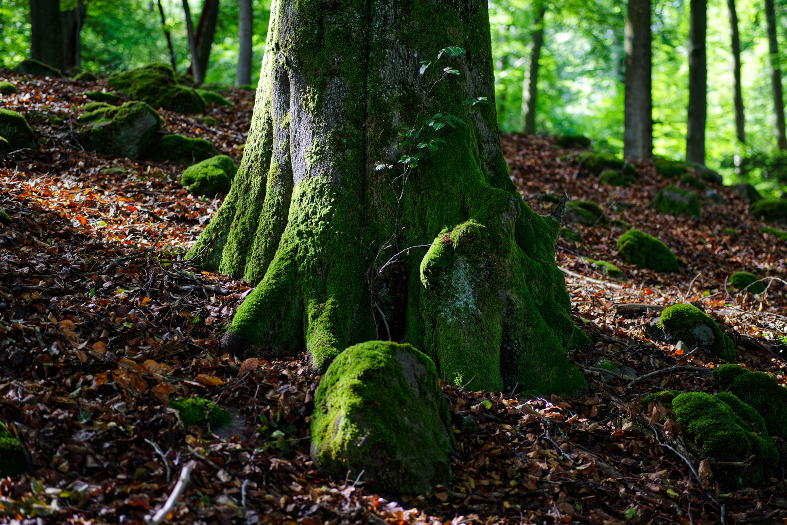 Sommerimpressionen im Laubwald