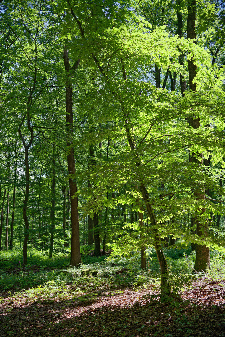 Sommerimpressionen im Laubwald