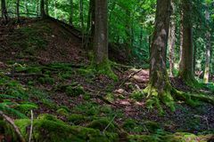 Sommerimpressionen im Wald