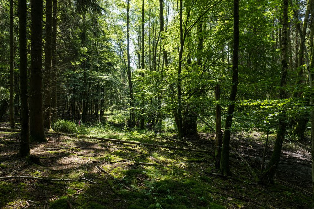 Sommerimpressionen im Wald