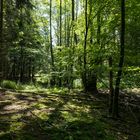 Sommerimpressionen im Wald