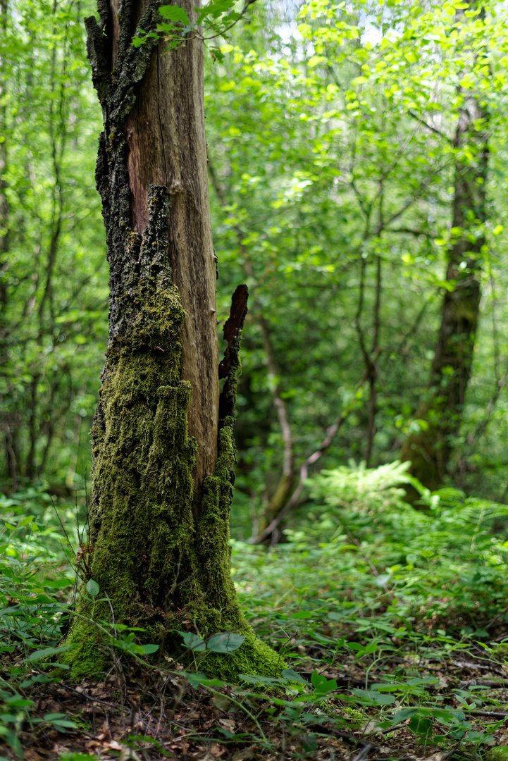 Sommerimpressionen im Wald