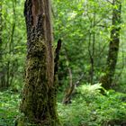 Sommerimpressionen im Wald