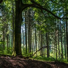 Sommerimpressionen im Wald