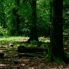 Sommerimpressionen im Wald