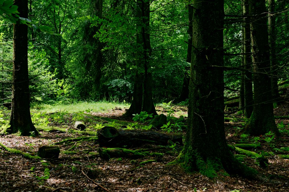 Sommerimpressionen im Wald