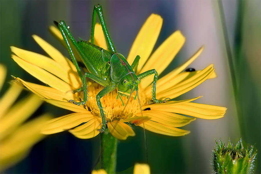 Sommerinnerungen: Nymphe des Heupferds in der Morgensonne