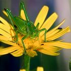 Sommerinnerungen: Nymphe des Heupferds in der Morgensonne