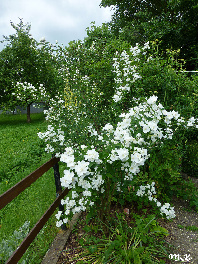 Sommerjasmin