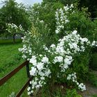 Sommerjasmin