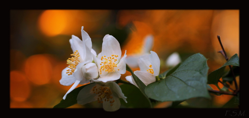 *Sommerjasmin*