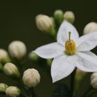 Sommerjasmin Macro