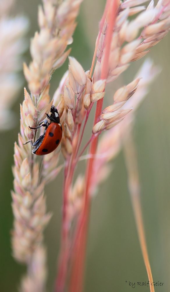 Sommerkälbchen :-)