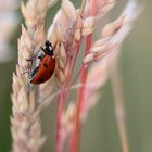 Sommerkälbchen :-)