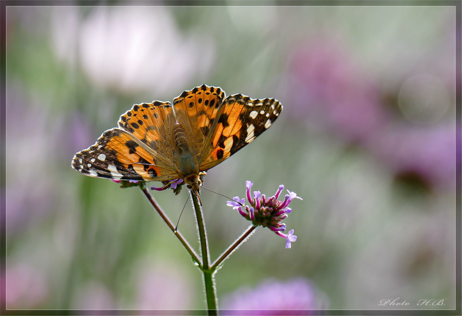 Sommerkind - Distelfalter