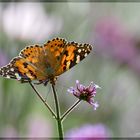 Sommerkind - Distelfalter