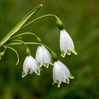 Sommerknotenblume