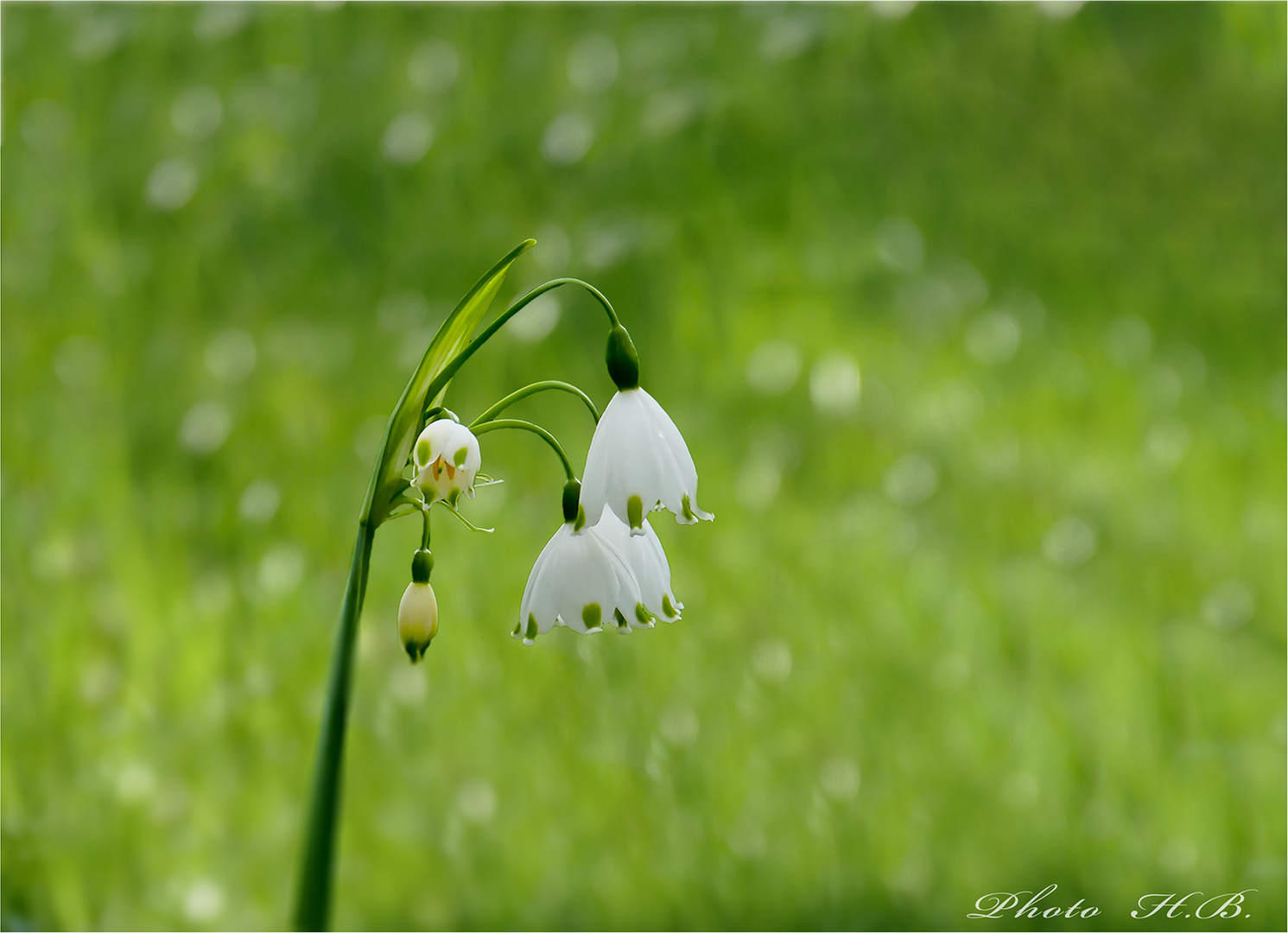 Sommerknotenblume...